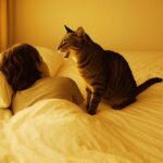 猫が早朝に起こしにくる6つの理由とは？静かな朝を取り戻すための対策と寝る前の習慣