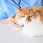 動物病院の選び方。猫ならではのチェックポイントと注意点