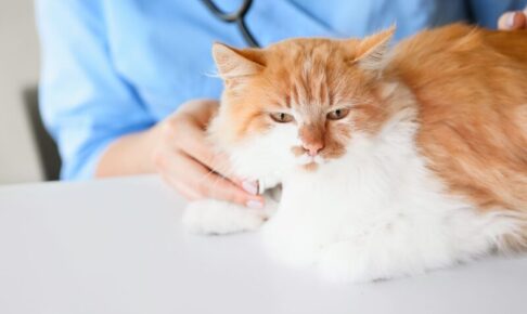 動物病院の選び方。猫ならではのチェックポイントと注意点