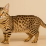 ジェネッタの性格・飼い方・かかりやすい病気まで完全解説!