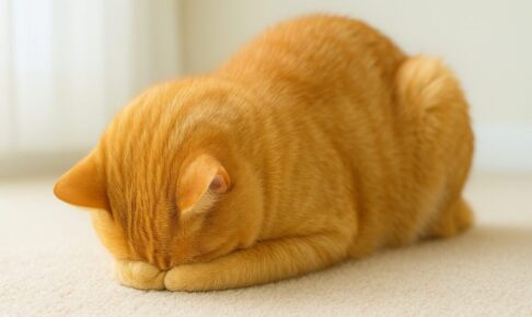 猫の「ごめん寝」はかわいいだけじゃない？ヘッドプレッシングとの違いや注意点