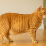 猫のお腹がたるんでいるのはなぜ？「ルーズスキン」の役割と肥満との見分け方