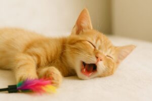 猫が口を開けて寝るのはなぜ？考えられる原因と注意すべき病気、飼い主が取るべき行動とは