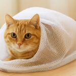 猫が洗濯ネットで落ち着くのはなぜ?その理由と活用タイミング、入れ方と注意点を解説