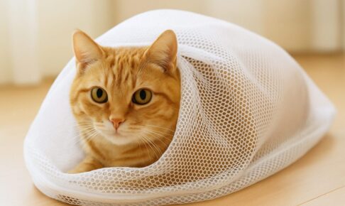 猫が洗濯ネットで落ち着くのはなぜ？その理由と活用タイミング、入れ方と注意点を解説