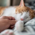 ペットロスとは？なりやすい人や症状、猫との別れを乗り越える心の向き合い方を解説