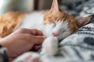 ペットロスとは？なりやすい人や症状、猫との別れを乗り越える心の向き合い方を解説