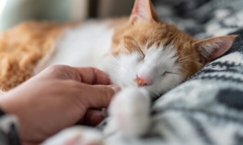 ペットロスとは？なりやすい人や症状、猫との別れを乗り越える心の向き合い方を解説