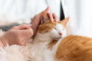 猫が人の心を落ち着かせるのはなぜ?幸せホルモン「オキシトシン」と癒しの関係