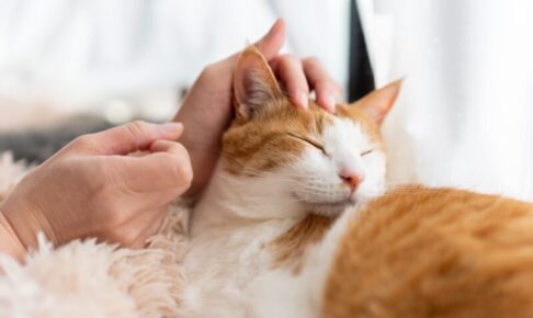 猫が人の心を落ち着かせるのはなぜ？幸せホルモン「オキシトシン」と癒しの関係