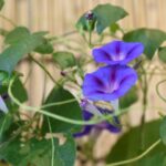 猫に朝顔は危険！舐める・かじる・触れるだけでも中毒症状を引き起こすことも