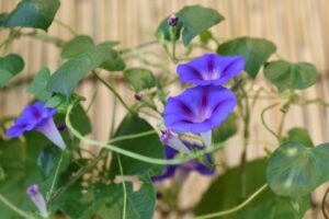 猫に朝顔は危険！舐める・かじる・触れるだけでも中毒症状を引き起こすことも