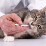 猫に薬を飲ませるには？錠剤・粉・シロップ別の上手なあげ方とコツ
