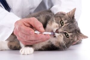 猫に薬を飲ませるには？錠剤・粉・シロップ別の上手なあげ方とコツ