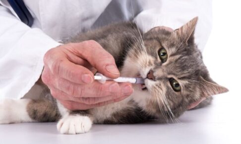 猫に薬を飲ませるには？錠剤・粉・シロップ別の上手なあげ方とコツ