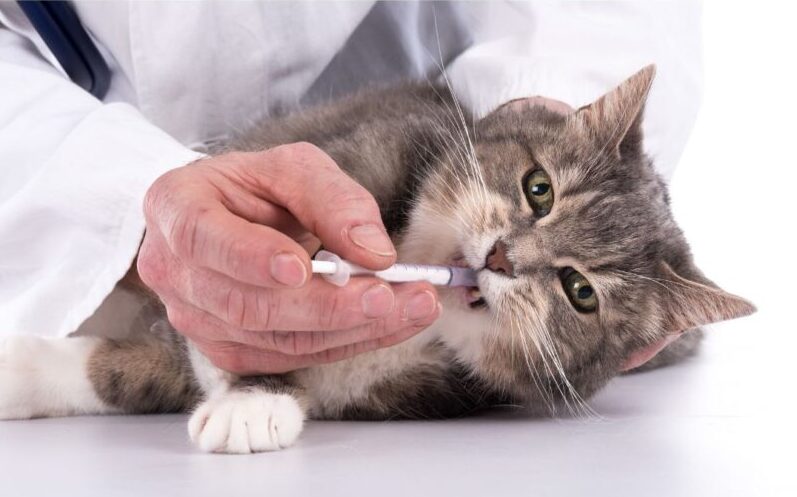 猫に薬を飲ませるには？錠剤・粉・シロップ別の上手なあげ方とコツ
