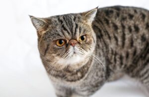 エキゾチックショートヘアの性格・飼い方・かかりやすい病気まで完全解説!相性診断つき