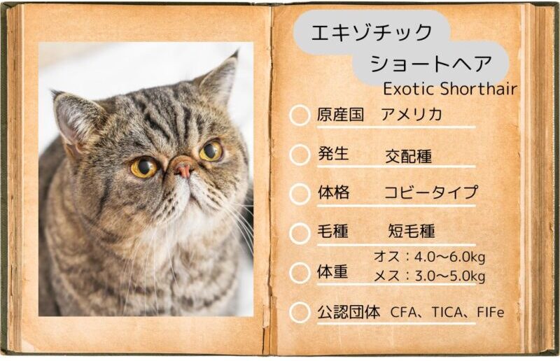 エキゾチックショートヘアの性格・飼い方・かかりやすい病気まで完全解説!相性診断つき
