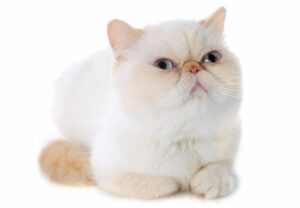 エキゾチックショートヘアの性格・飼い方・かかりやすい病気まで完全解説!相性診断つき