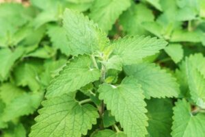 キャットフードのキャットニップ（イヌハッカ）。ストレス解消や抗菌・抗炎症作用！マタタビとの違いは？与えるときの注意点