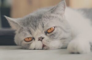 エキゾチックショートヘアの性格・飼い方・かかりやすい病気まで完全解説!相性診断つき