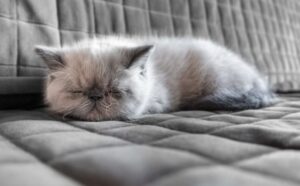 エキゾチックショートヘアの性格・飼い方・かかりやすい病気まで完全解説!相性診断つき