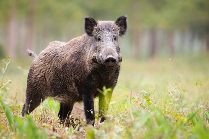 キャットフードのイノシシ肉。鉄分や亜鉛が豊富で皮膚・被毛のサポートに！新奇たんぱく源としての役割
