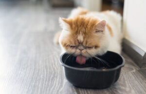 エキゾチックショートヘアの性格・飼い方・かかりやすい病気まで完全解説!相性診断つき
