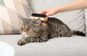 エキゾチックショートヘアの性格・飼い方・かかりやすい病気まで完全解説!相性診断つき
