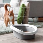 猫砂の代用はできる？身近な素材で安心・清潔に猫のトイレ環境を整える方法