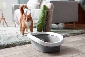 猫砂の代用はできる？身近な素材で安心・清潔に猫のトイレ環境を整える方法