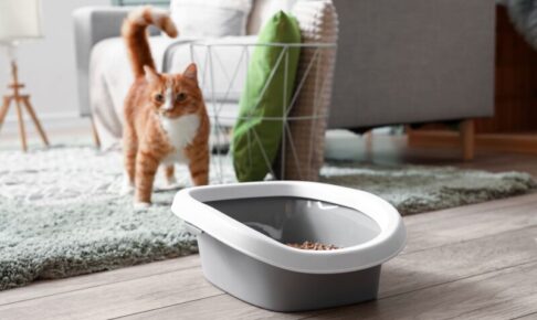 猫砂の代用はできる？身近な素材で安心・清潔に猫のトイレ環境を整える方法