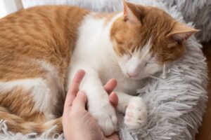 関節サポートのキャットフードとは？配合成分の特徴と関節が原因の病気、自宅ケアのポイントを解説