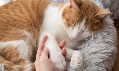 関節サポートのキャットフードとは？配合成分の特徴と関節が原因の病気、自宅ケアのポイントを解説
