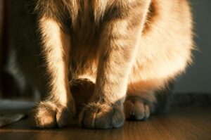 関節サポートのキャットフードとは？配合成分の特徴と関節が原因の病気、自宅ケアのポイントを解説