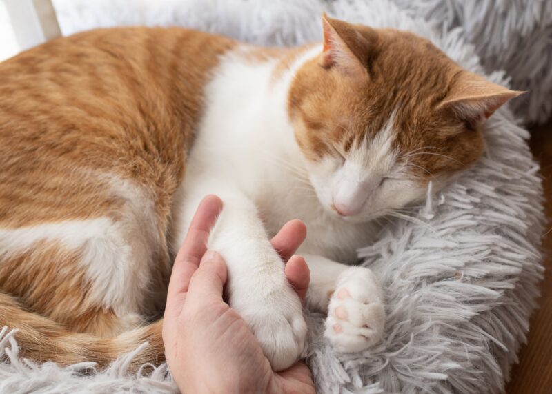 関節サポートのキャットフードとは？配合成分の特徴と関節が原因の病気、自宅ケアのポイントを解説