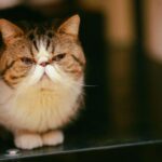 猫の涙やけの原因とお手入れ方法。なりやすい猫種と予防のポイント