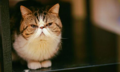 猫の涙やけの原因とお手入れ方法。なりやすい猫種と予防のポイント