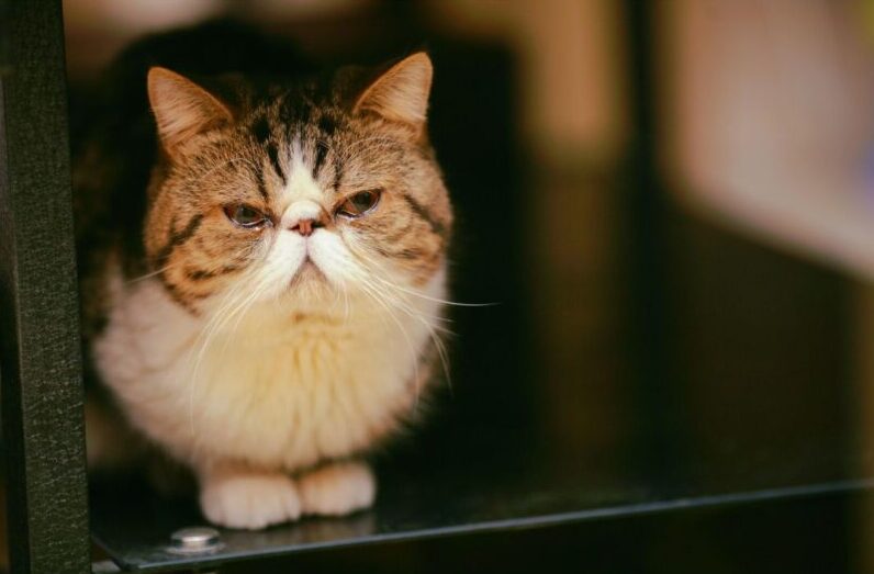 猫の涙やけの原因とお手入れ方法。なりやすい猫種と予防のポイント