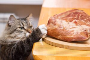 シングルプロテインのキャットフードとは？動物性タンパク質を1種類に絞るメリットと注意点を徹底解説