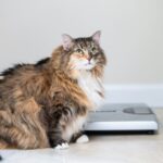 体重管理のキャットフード。普通のフードとの違いは？配合成分・栄養素と導入すべき猫について