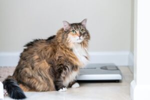 体重管理のキャットフード。普通のフードとの違いは？配合成分・栄養素と導入すべき猫について
