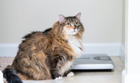 体重管理のキャットフード。普通のフードとの違いは？配合成分・栄養素と導入すべき猫について