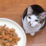キャットフードのベイクド製法とは？素材本来の風味を活かす！製造方法の違いとメリットを解説