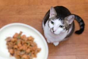 キャットフードのベイクド製法とは？素材本来の風味を活かす！製造方法の違いとメリットを解説