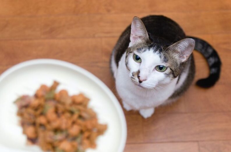 キャットフードのベイクド製法とは？素材本来の風味を活かす！製造方法の違いとメリットを解説