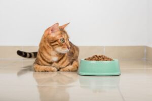 キャットフードのトレーサビリティとは？原材料の安全性を見極める方法