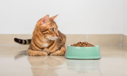 キャットフードのトレーサビリティとは？原材料の安全性を見極める方法
