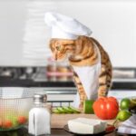 ナチュラルフードとは？キャットフード選びで知っておきたい定義、特徴、注意点