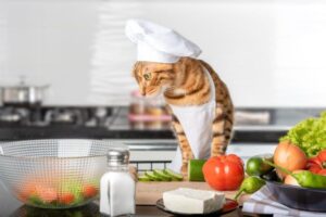 ナチュラルフードとは？キャットフード選びで知っておきたい定義、特徴、注意点